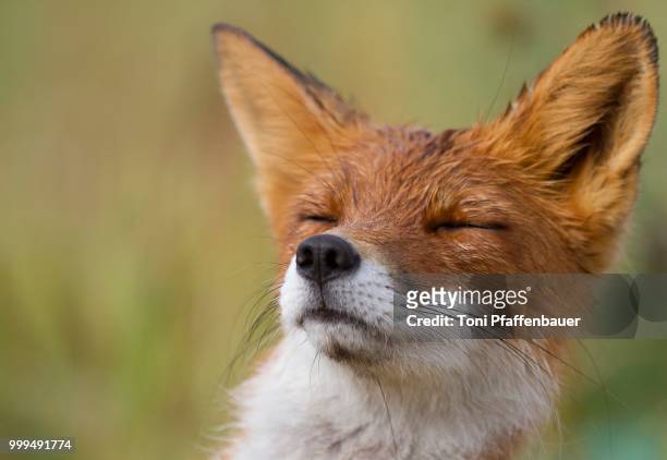 red fox (vulpes vulpes), portrait, kamchatka, russia - russian far east stock-fotos und bilder