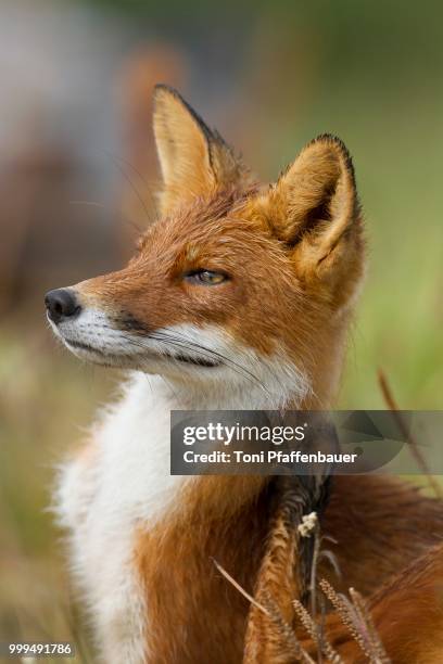 red fox (vulpes vulpes), portrait, kamchatka, russia - russian far east stock-fotos und bilder