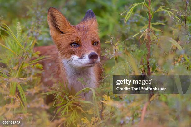 red fox (vulpes vulpes) after rain, kamchatka, russia - russian far east fotografías e imágenes de stock