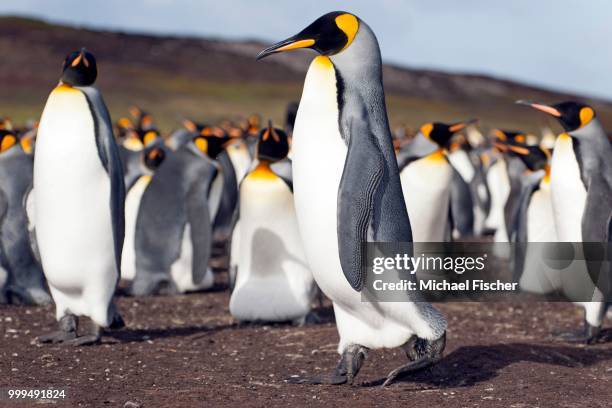 king penguins (aptenodytes patagonicus), volunteer point, east falkland, falkland icelands - southern atlantic islands stock pictures, royalty-free photos & images