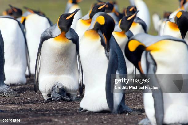 king penguins (aptenodytes patagonicus), adult birds and chick, volunteer point, east falkland, falkland icelands - isole dell'oceano atlantico meridionale foto e immagini stock