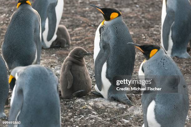king penguins (aptenodytes patagonicus), adult birds and chicks, volunteer point, east falkland, falkland icelands - isole dell'oceano atlantico meridionale foto e immagini stock