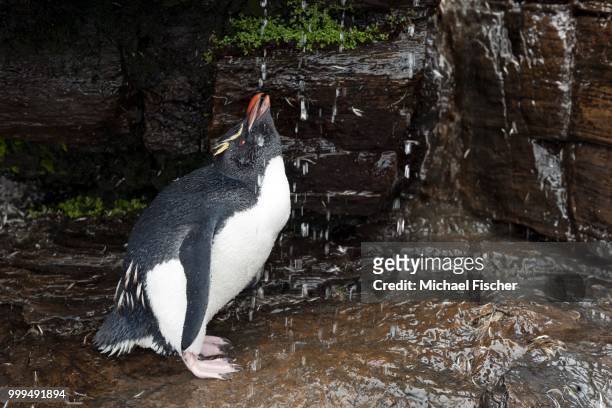 rockhopper penguin (eudyptes chrysocome) drinking from a fresh water shower, saunders island, falkland icelands - isole dell'oceano atlantico meridionale foto e immagini stock