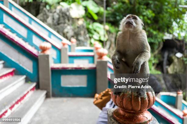 a monkey near the batu caves in kuala lumpur - forest kuala lumpur stock pictures, royalty-free photos & images