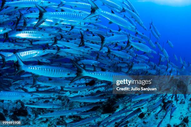 barracudas school - julio stock pictures, royalty-free photos & images