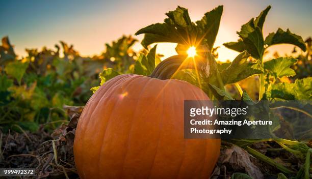 happy thanksgiving! - thanksgiving day stock pictures, royalty-free photos & images