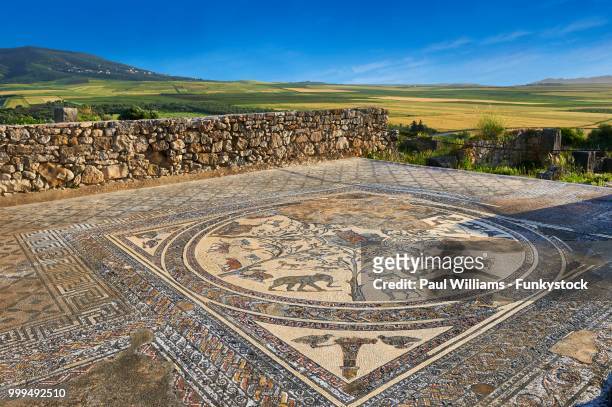 roman mosaic, orpheus with african animals, the house of orpheus, archaeological site, volubilis, unesco world heritage site, near meknes, morocco - volubilis stock pictures, royalty-free photos & images