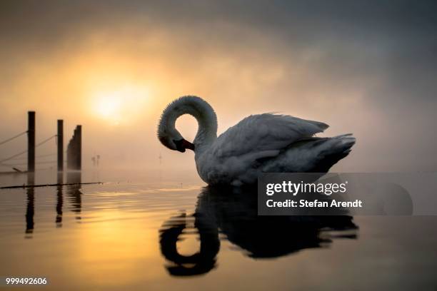 mute swan (cygnus olor) in morning light and fog, moos am bodensee, baden-wuerttemberg, germany - moos - fotografias e filmes do acervo