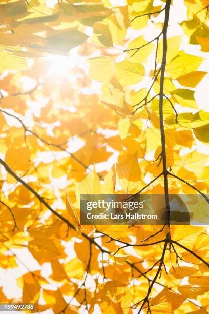 nature detail, fall foliage with yellow leaves, sweden - yellow perch - fotografias e filmes do acervo