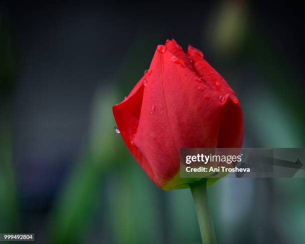 13,707 Ani Ani Stock Photos, High-Res Pictures, and Images - Getty Images