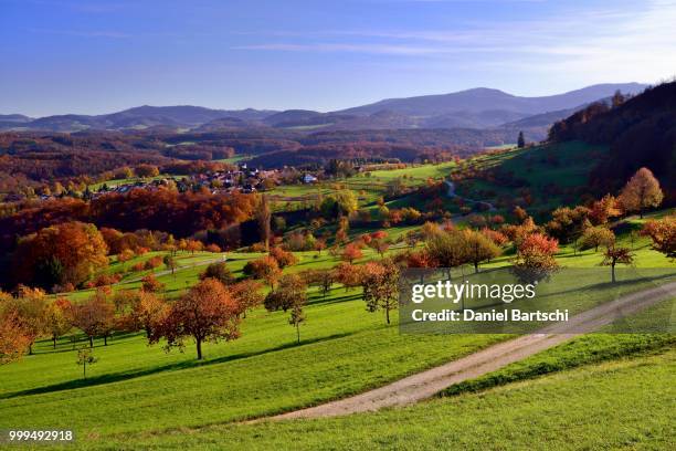 autumn landscape with cherry trees, nuglar-st. pantaleon, canton of solothurn, switzerland - solothurn stockfoto's en -beelden