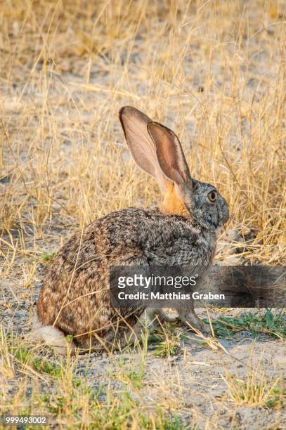 scrub hare (lepus saxatilis), kasane, moremi game reserve, botswana - moremi wildlife reserve - fotografias e filmes do acervo