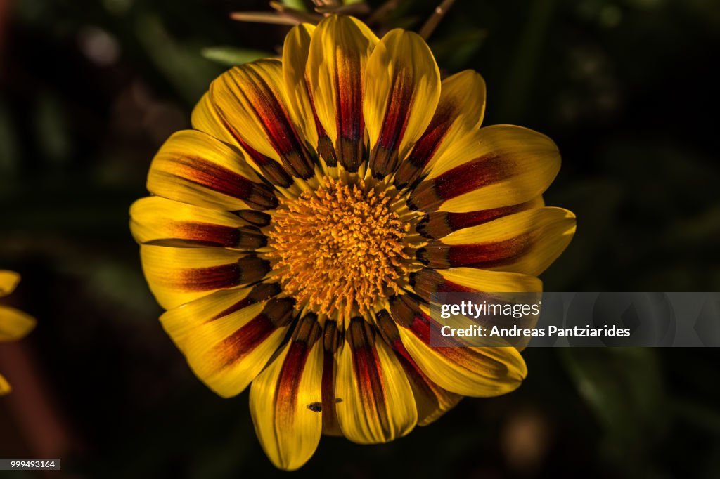 Yellow gazania daisy 2