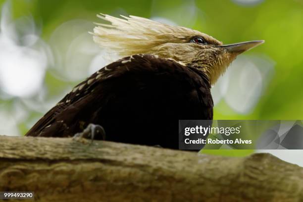 woodpecker - alves stock pictures, royalty-free photos & images