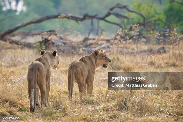 lion (panthera leo), two lionesses roam their territory, kasane, chobe national park, botswana - chobe national park bildbanksfoton och bilder