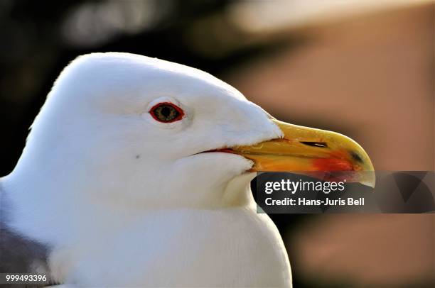 schau mir in die augen-look into my eyes - augen foto e immagini stock