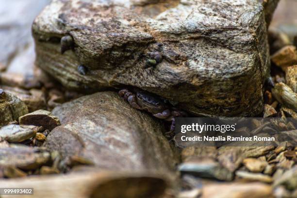 Fishthat Hide Under Rocks 172 Hiding Under Rock Stock Photos, High-Res Pictures, and Images ...