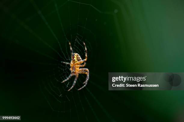 spider hanging in the afternoon sun - steen stock pictures, royalty-free photos & images