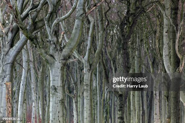 tree trunks in the ghost forest or nienhaeger holz in nienhagen, mecklenburg-western pomerania, germany - holz 個照片及圖片檔