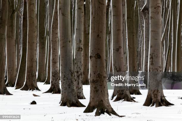 tree trunks in the ghost forest or nienhaeger holz in nienhagen, mecklenburg-western pomerania, germany - holz 個照片及圖片檔