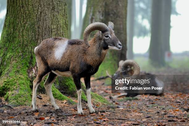 Muflong European Mouflon Photos and Premium High Res Pictures - Getty Images