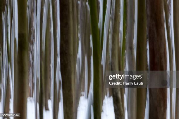 distorted,tree trunks in the ghost forest or nienhaeger holz in nienhagen, mecklenburg-western pomerania, germany - holz 個照片及圖片檔