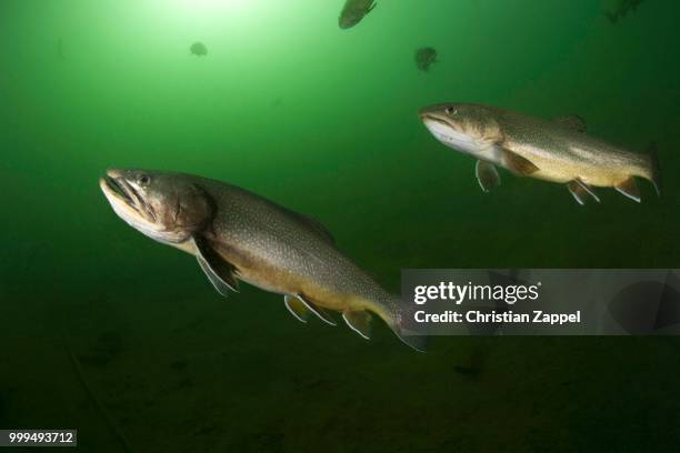 brook trout (salvelinus fontinalis), lake grueblsee, styria, austria - trout - fotografias e filmes do acervo