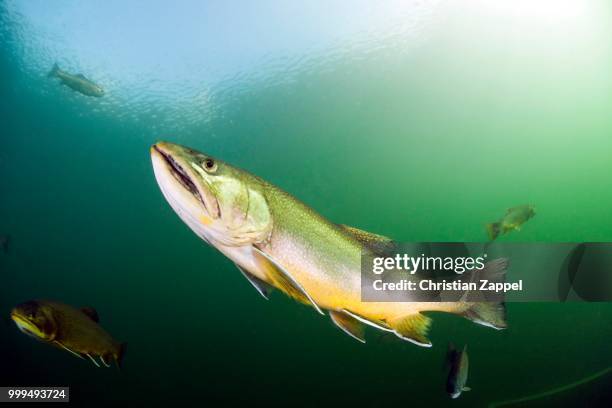 brook trout (salvelinus fontinalis), lake grueblsee, styria, austria - brook trout stock pictures, royalty-free photos & images