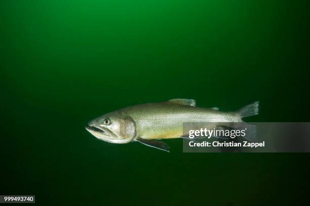 brook trout (salvelinus fontinalis), lake grueblsee, styria, austria - brook trout stock pictures, royalty-free photos & images