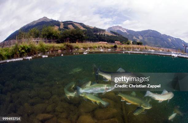 half-half shot, lake grueblsee with swarm, brook trout (salvelinus fontinalis) and rainbow trout (oncorhynchus mykiss), lake grueblsee, styria, austria - speckled trout stock-fotos und bilder