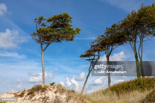 dunes with windswept trees, darsser wald, weststrand beach, baltic sea, fischland-zingst, western pomerania lagoon area national park, mecklenburg-western pomerania, germany - wald fotografías e imágenes de stock