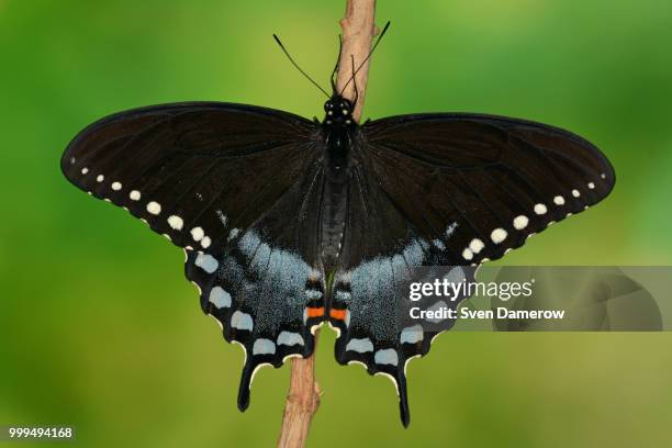 spicebush swallowtail #2 - spice swallowtail butterfly stock pictures, royalty-free photos & images