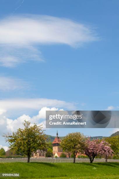 geilweilerhof, institute for grapevine breeding, southern wine route, southern palatinate, palatinate, rhineland-palatinate, germany - grapevine foto e immagini stock