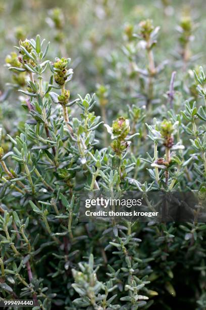 thyme (thymus vulgaris) - thymus stock pictures, royalty-free photos & images