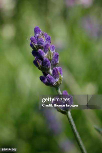 lavender (lavandula angustifolia) - angustifolia stock pictures, royalty-free photos & images