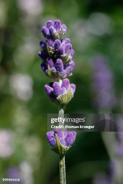 lavender (lavandula angustifolia) - angustifolia stock pictures, royalty-free photos & images