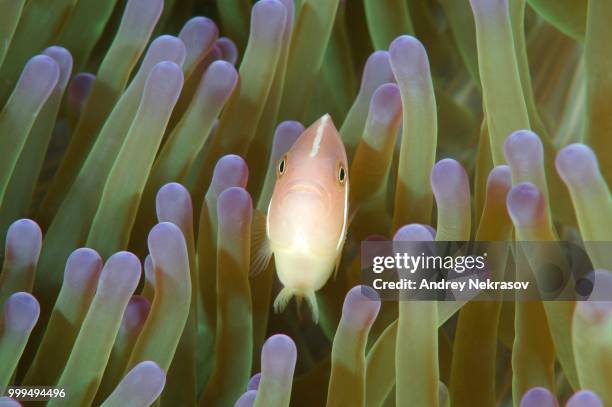pink skunk clownfish (amphiprion perideraion), bohol sea, cebu, philippines - ray finned fish stock-fotos und bilder