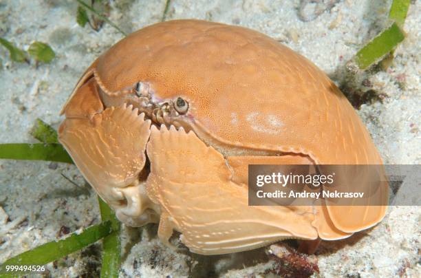 smooth box crab (calappa calappa), mindanaosee, oslob, cebu, philippines - box crab stock pictures, royalty-free photos & images