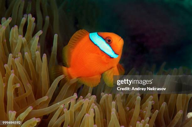 australian clownfish (amphiprion rubrocinctus), bohol sea, philippines - ray finned fish stock-fotos und bilder