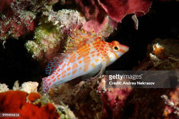 dwarf hawkfish (cirrhitichthys falco), bohol sea, philippines - hawkfish stock pictures, royalty-free photos & images