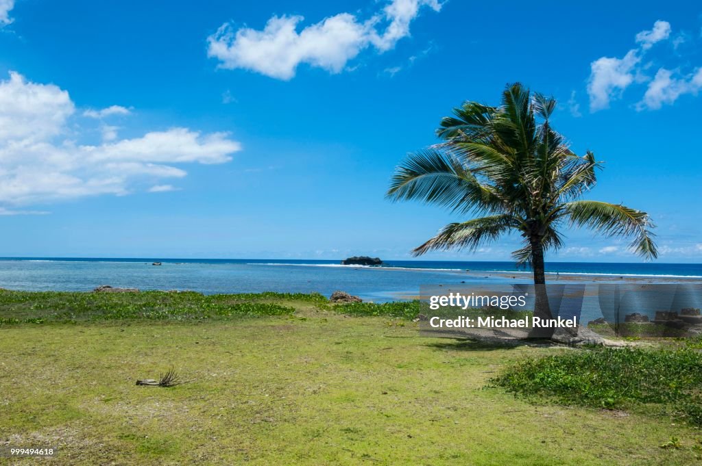 Solitary Palm tree, War in the Pacific National Historical Park, Guam, US Territory, Central Pacific
