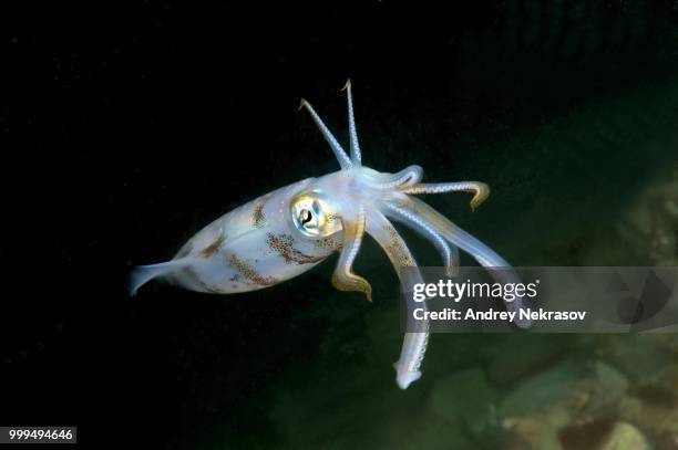 bigfin reef squid (sepioteuthis lessoniana), bohol sea, philippines - bigfin reef squid stock pictures, royalty-free photos & images