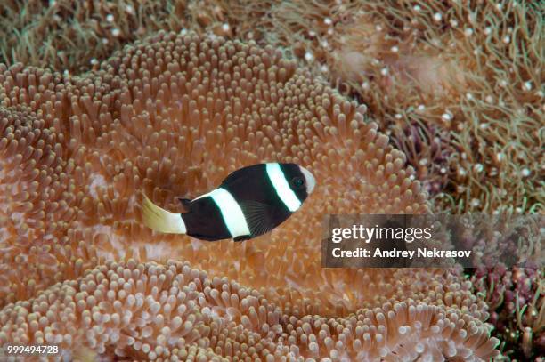 sebae clownfish (amphiprion sebae), bohol sea, philippines - anemonefish stock-fotos und bilder