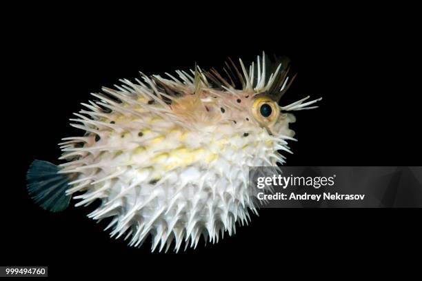 long-spine porcupinefish (diodon holocanthus), bohol sea, philippines - ray finned fish stock-fotos und bilder