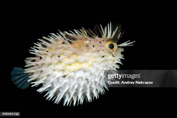 long-spine porcupinefish (diodon holocanthus), bohol sea, philippines - balloonfish bildbanksfoton och bilder