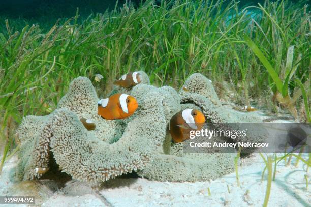 saddleback clownfish (amphiprion polymnus) bohol sea, philippines - ray finned fish stock-fotos und bilder