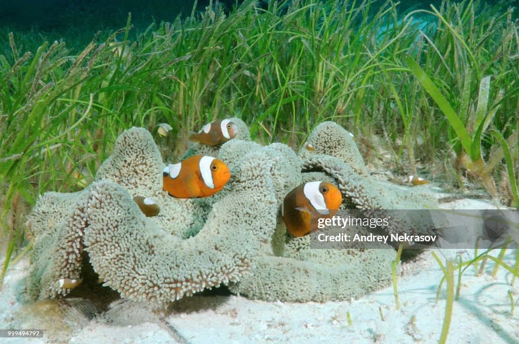 Saddleback clownfish (Amphiprion polymnus) Bohol Sea, Philippines