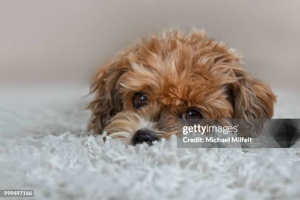 relax - toy poodle stock pictures, royalty-free photos & images
