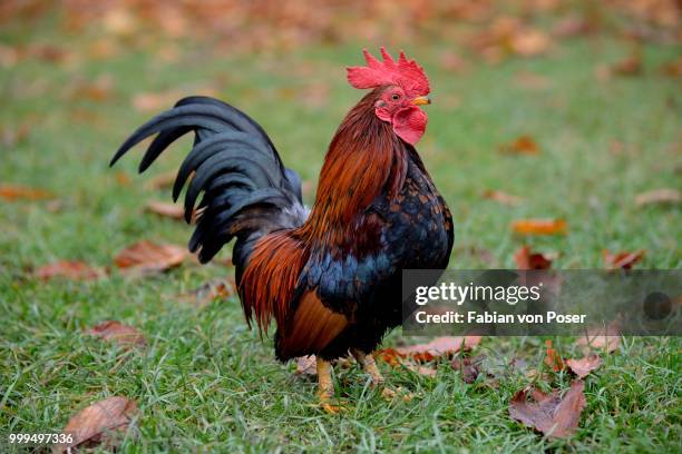 bantam rooster (gallus gallus f. domestica), captive, bavaria, germany - gallus gallus stock pictures, royalty-free photos & images
