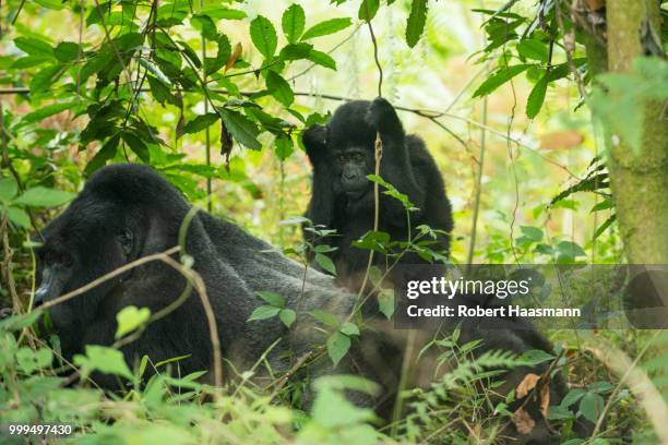 mountain gorilla (gorilla beringei beringei), young sitting on male, bwindi impenetrable national park, uganda - parte posterior del animal fotografías e imágenes de stock